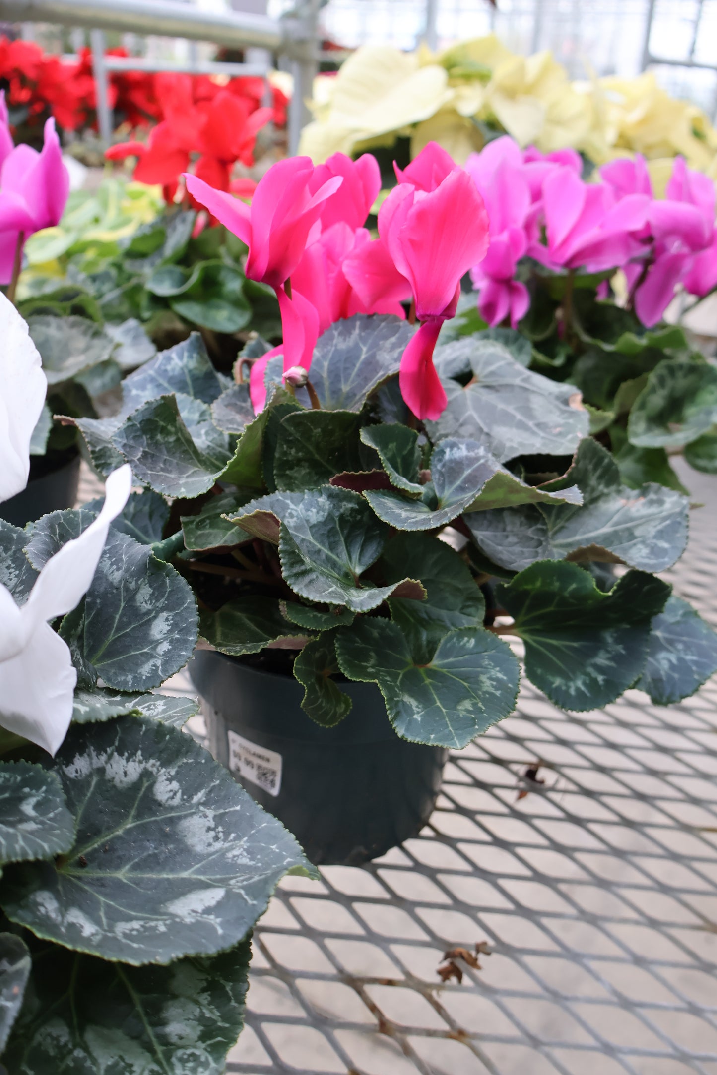 6" CYCLAMEN