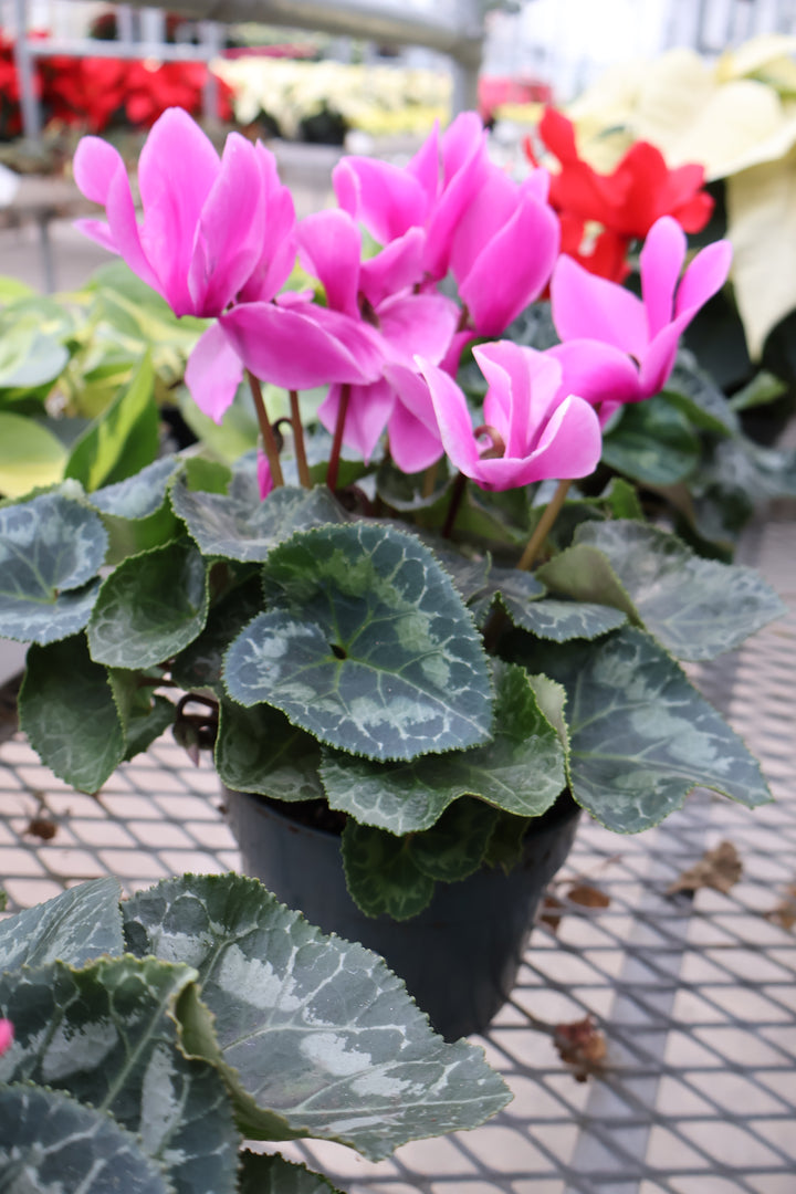 6" CYCLAMEN