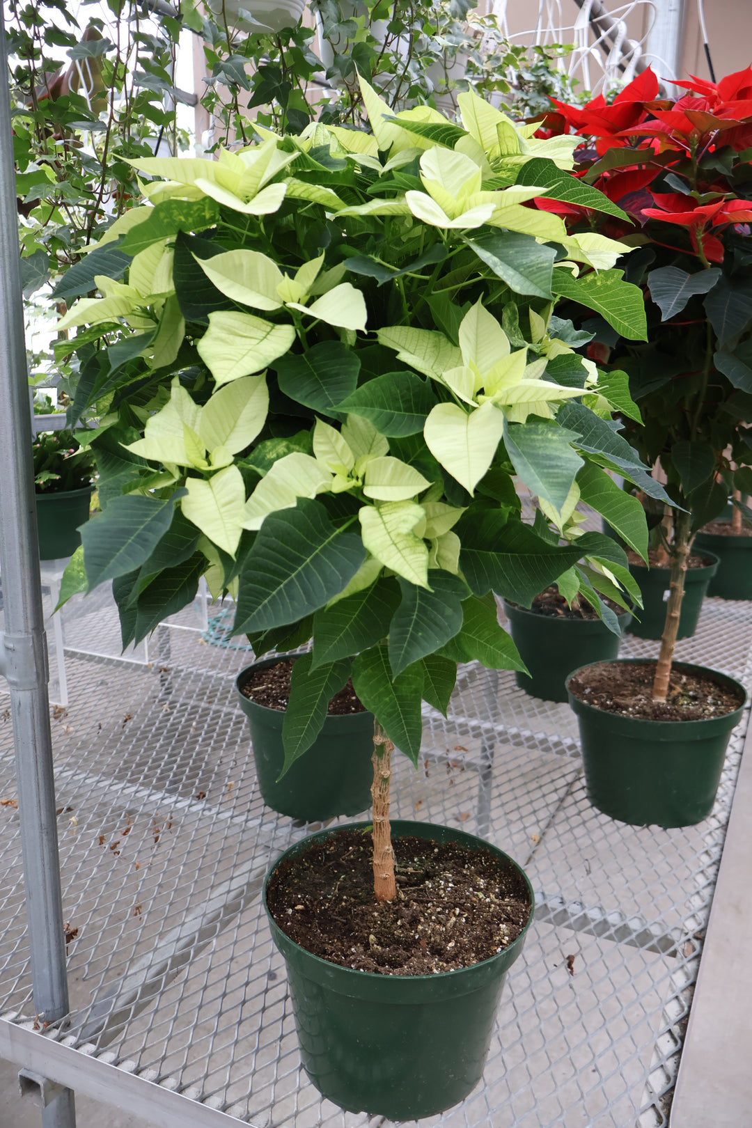 10" POINSETTIA TREE
