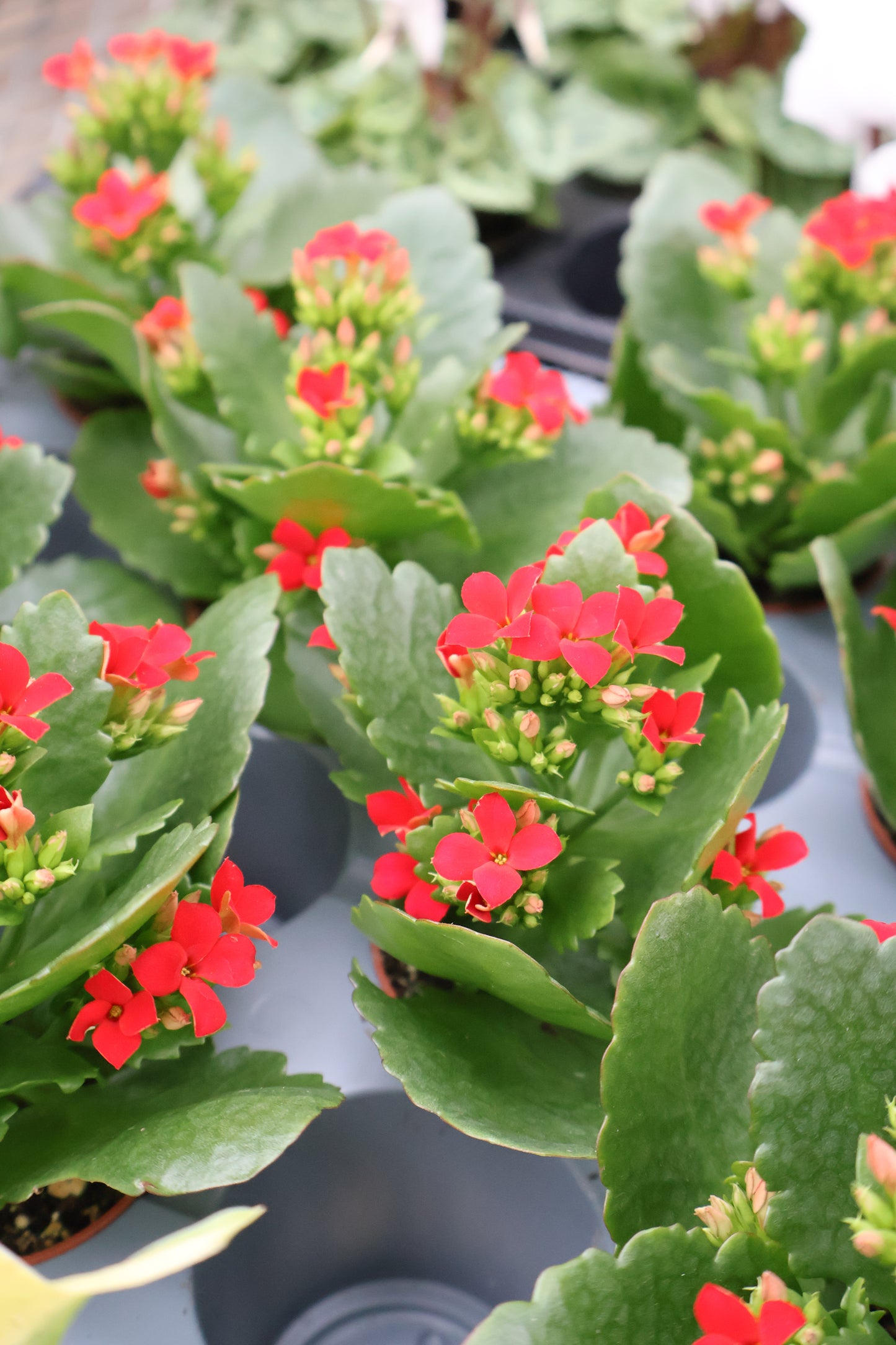 2.5" KALANCHOE