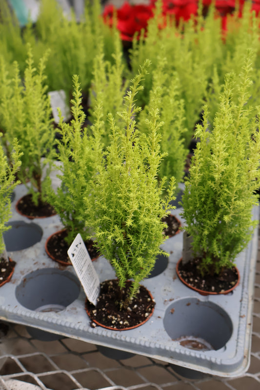 2.5" LEMON CYPRESS