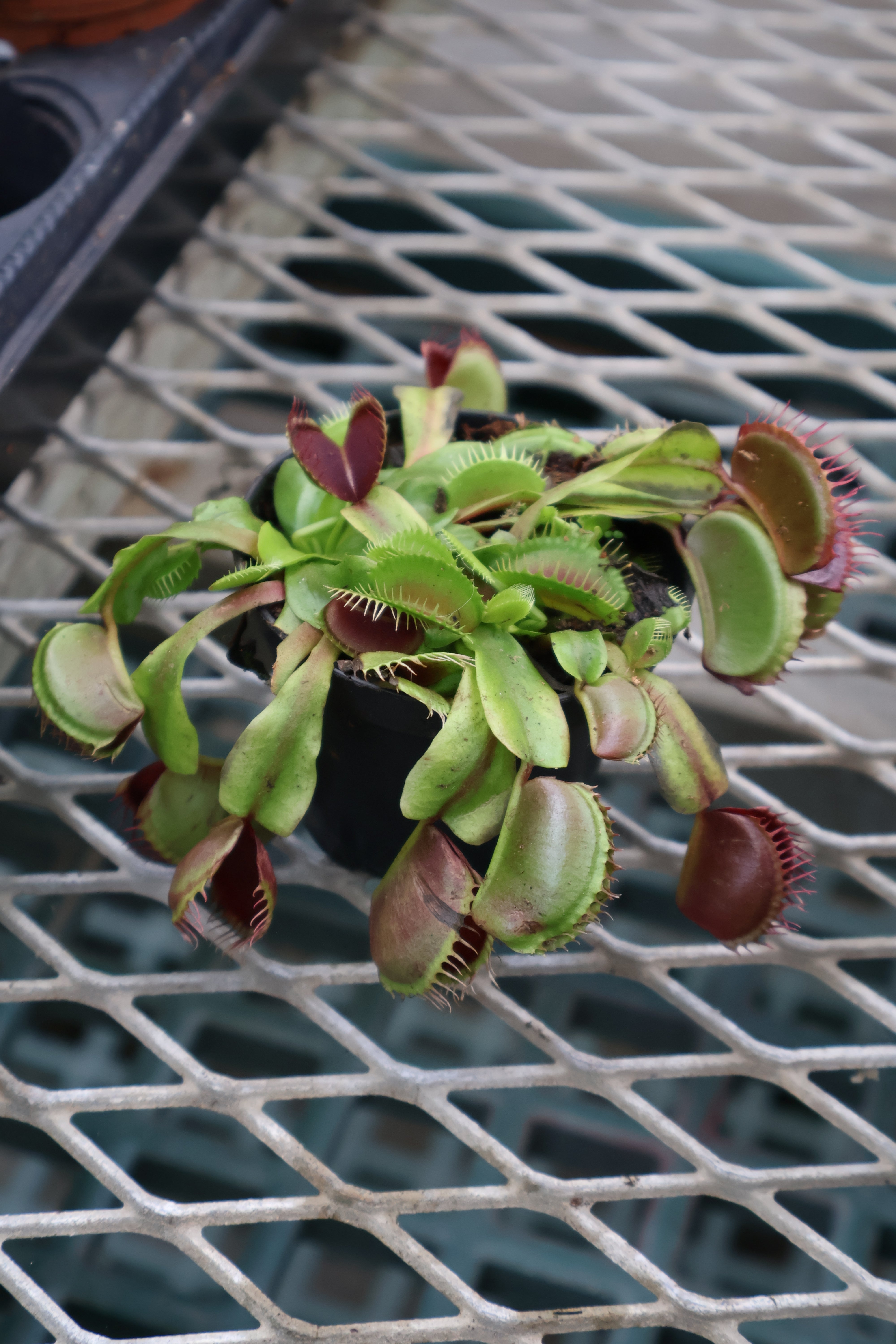 Houseplants* – Pandy's Garden Center
