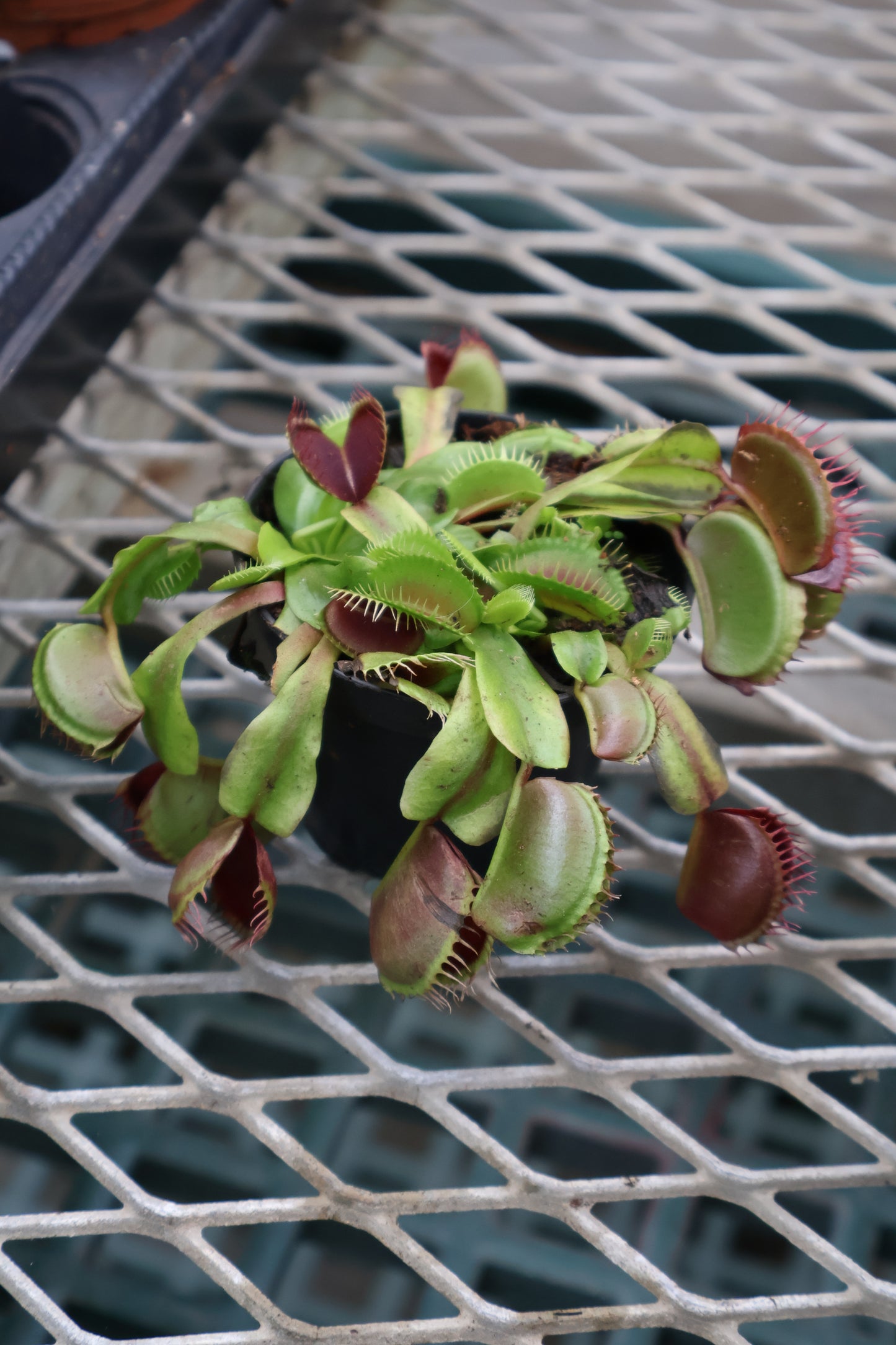 3" VENUS FLY TRAPS