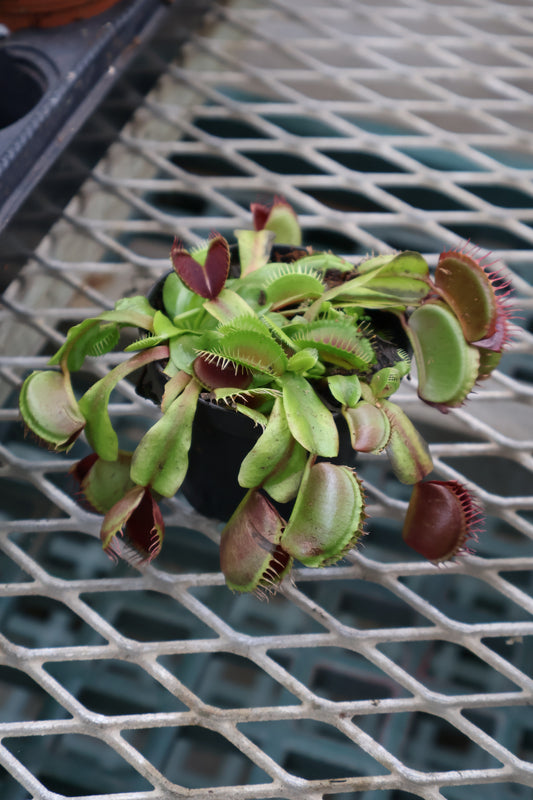 3" VENUS FLY TRAPS