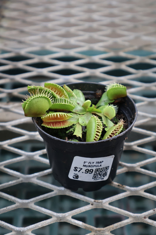 3" FLY TRAP MUSCIPULA