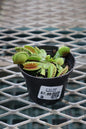 3" FLY TRAP MUSCIPULA
