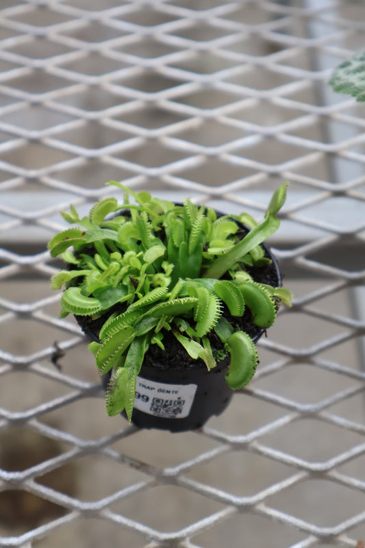 3" FLY TRAP DENTE