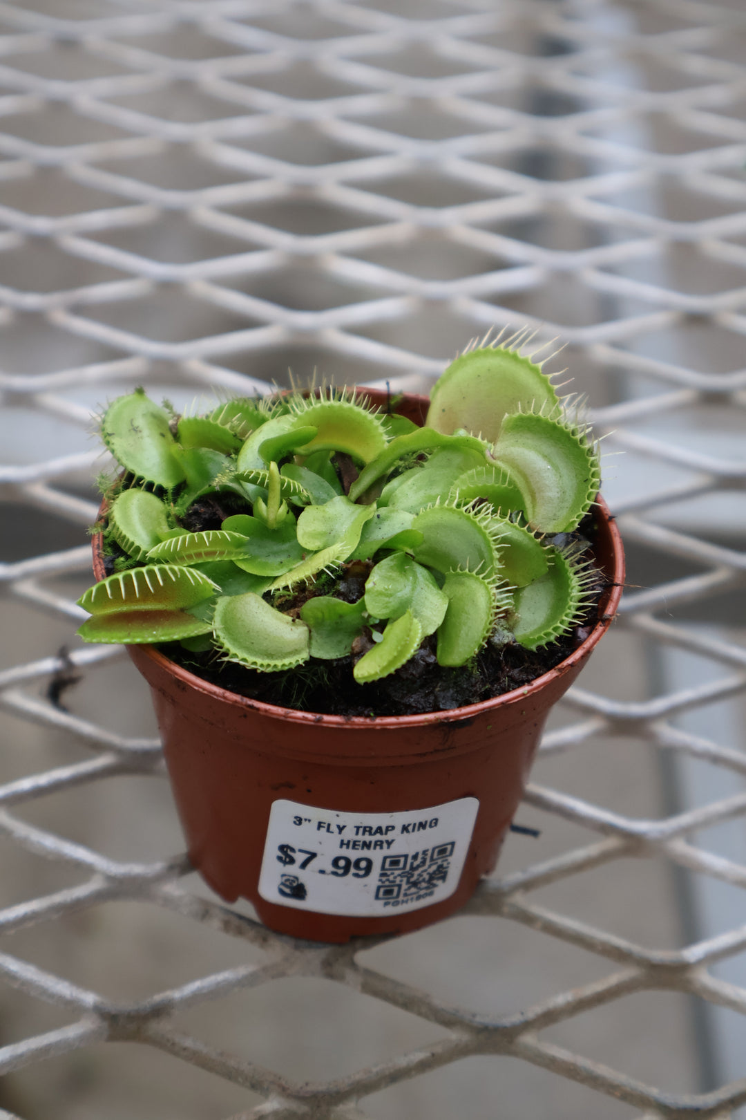 3" FLY TRAP KING HENRY