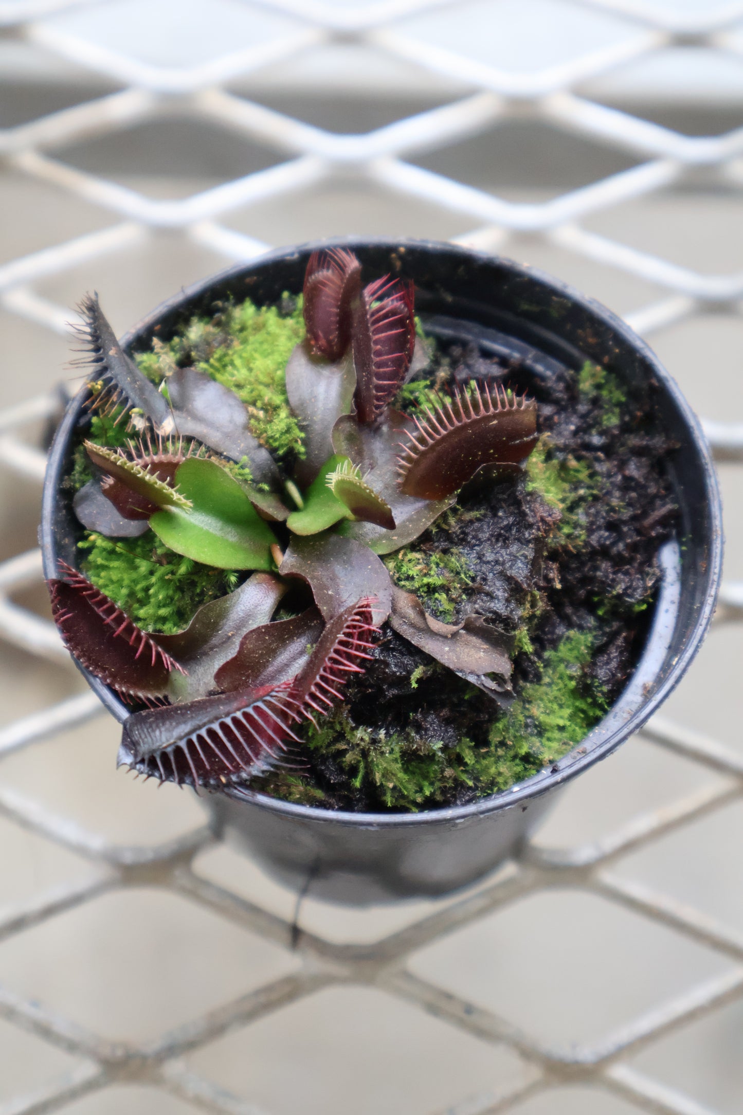 3" FLY TRAP AKAI RYU