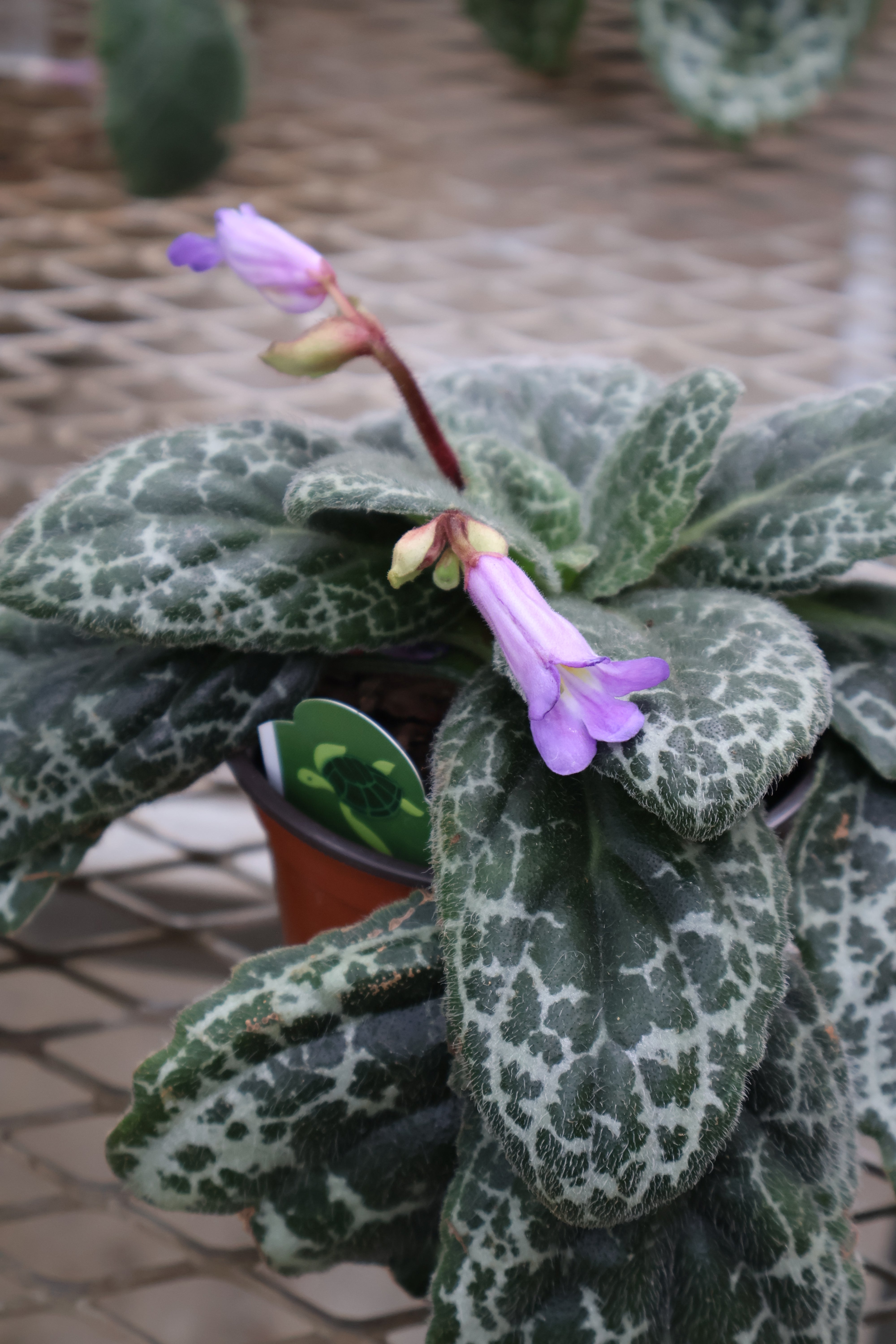 Streptocarpus 'Pretty Turtle' – Pandy's Garden Center