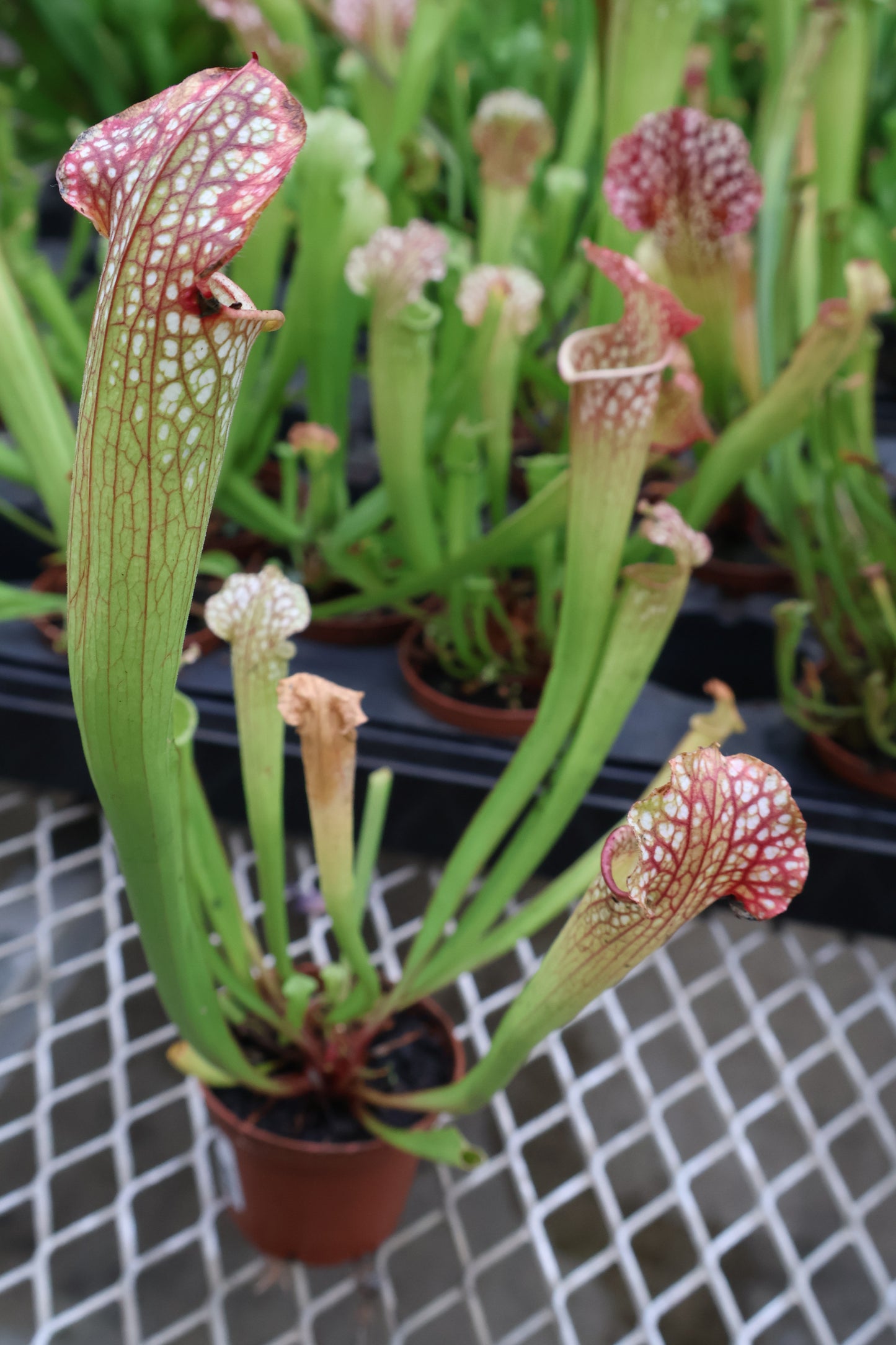 3" PITCHER PLANT FARHAMII