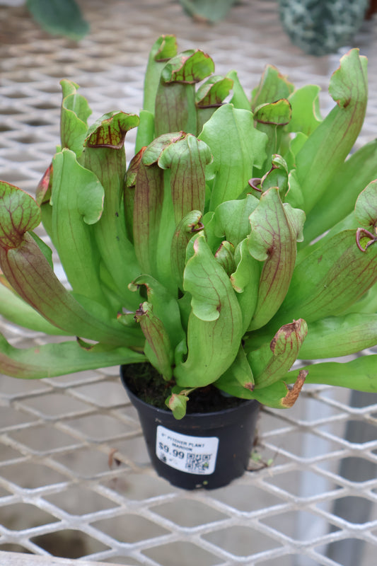 3" PITCHER PLANT MAROON