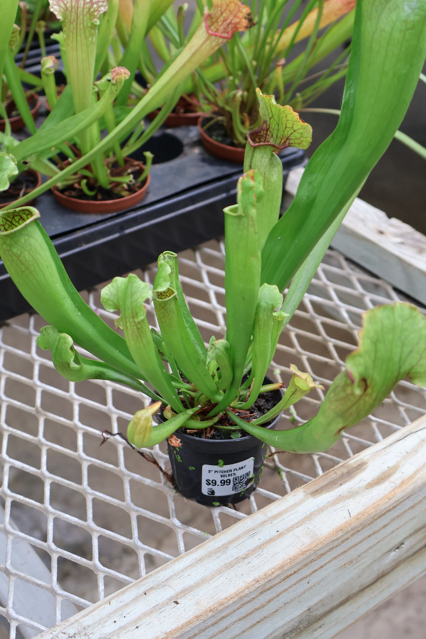 3" PITCHER PLANT VELVET