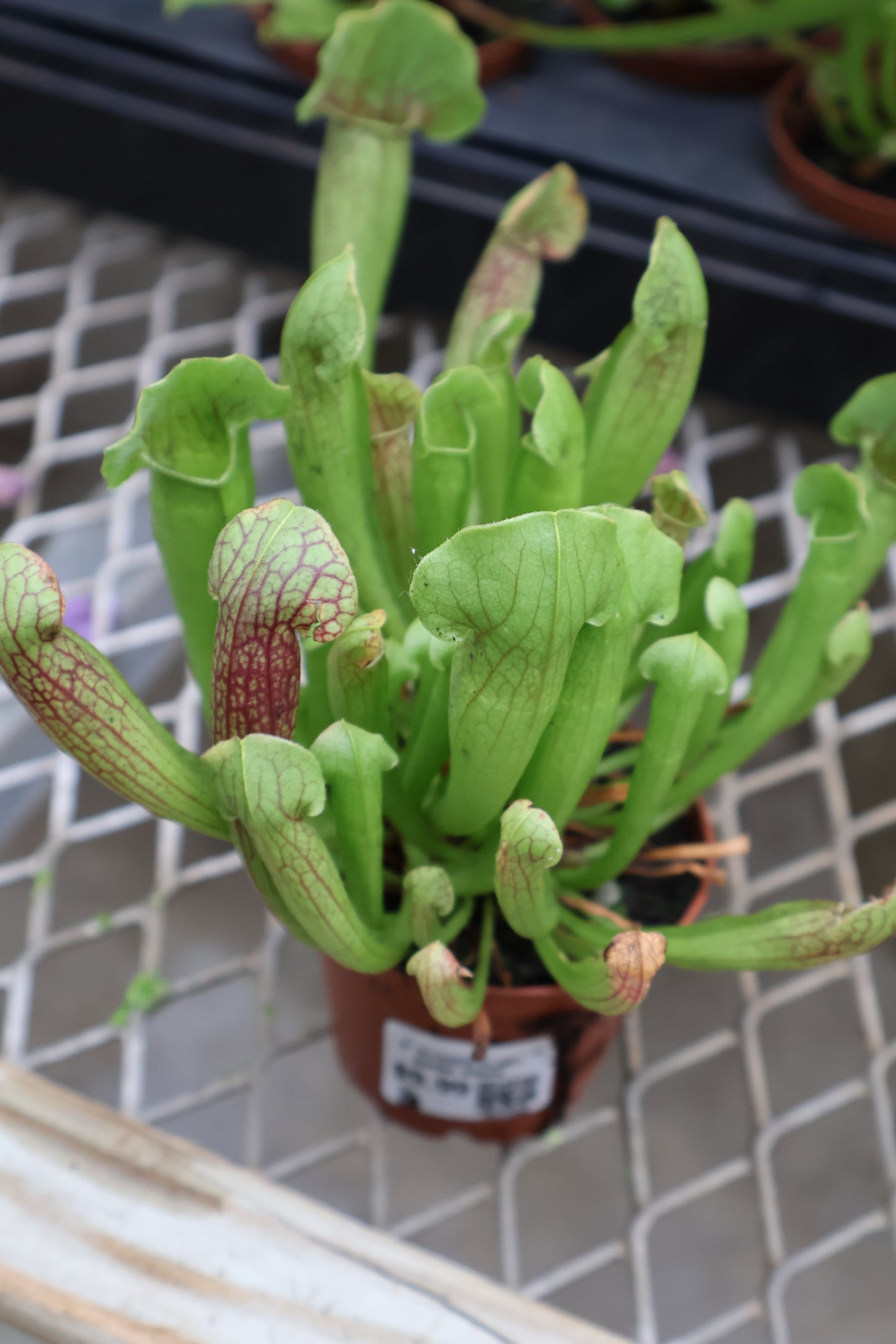 3" PITCHER PLANT BARBA GREEN