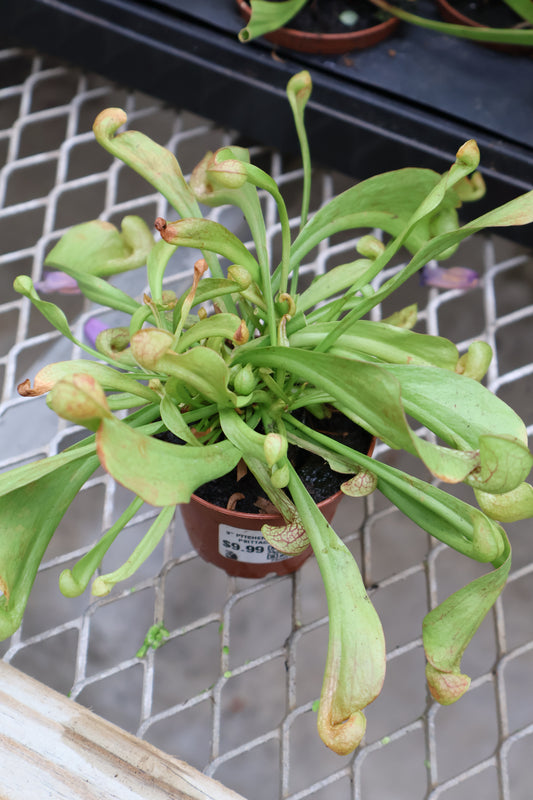 3" PITCHER PLANT PSITTACINA