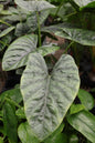 4.5" ALOCASIA ALBA
