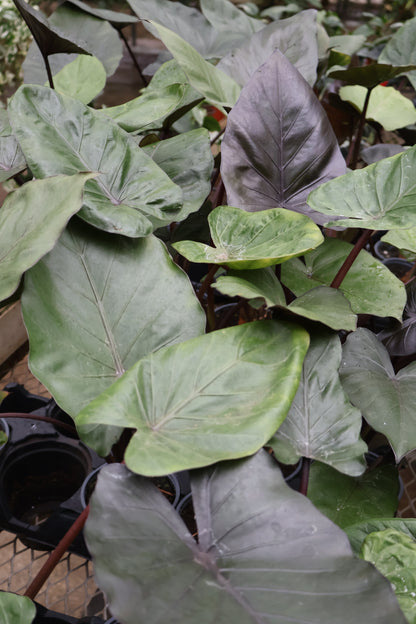 4.5" ALOCASIA METALHEAD