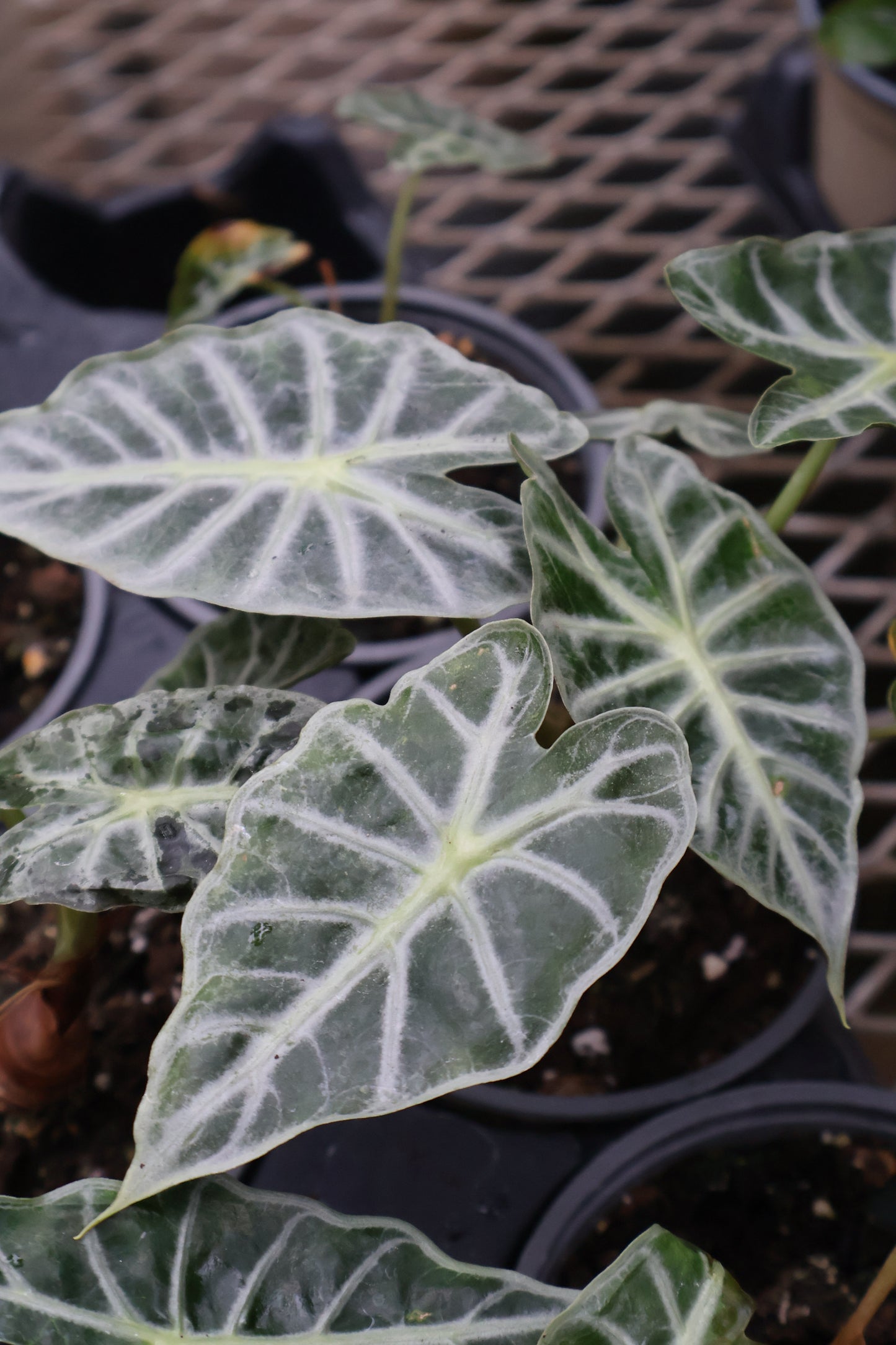 4.5" ALOCASIA MANDALAY