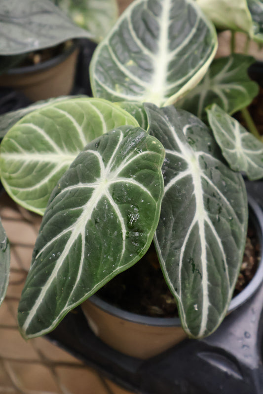 4.5" ALOCASIA BLACK NINJA