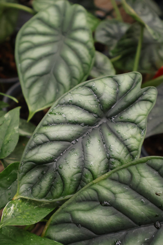 4" ALOCASIA DRAGON SCALE