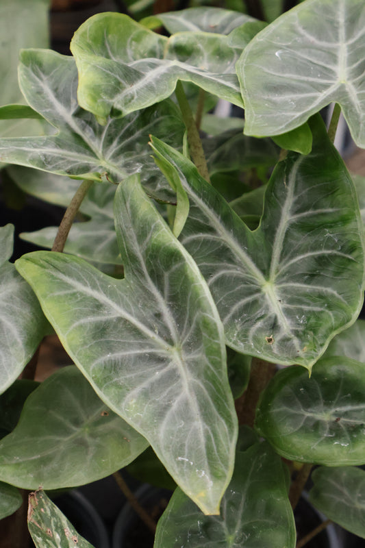4" ALOCASIA IVORY COAST
