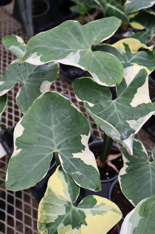 4.5" ALOCASIA MICKEY MOUSE
