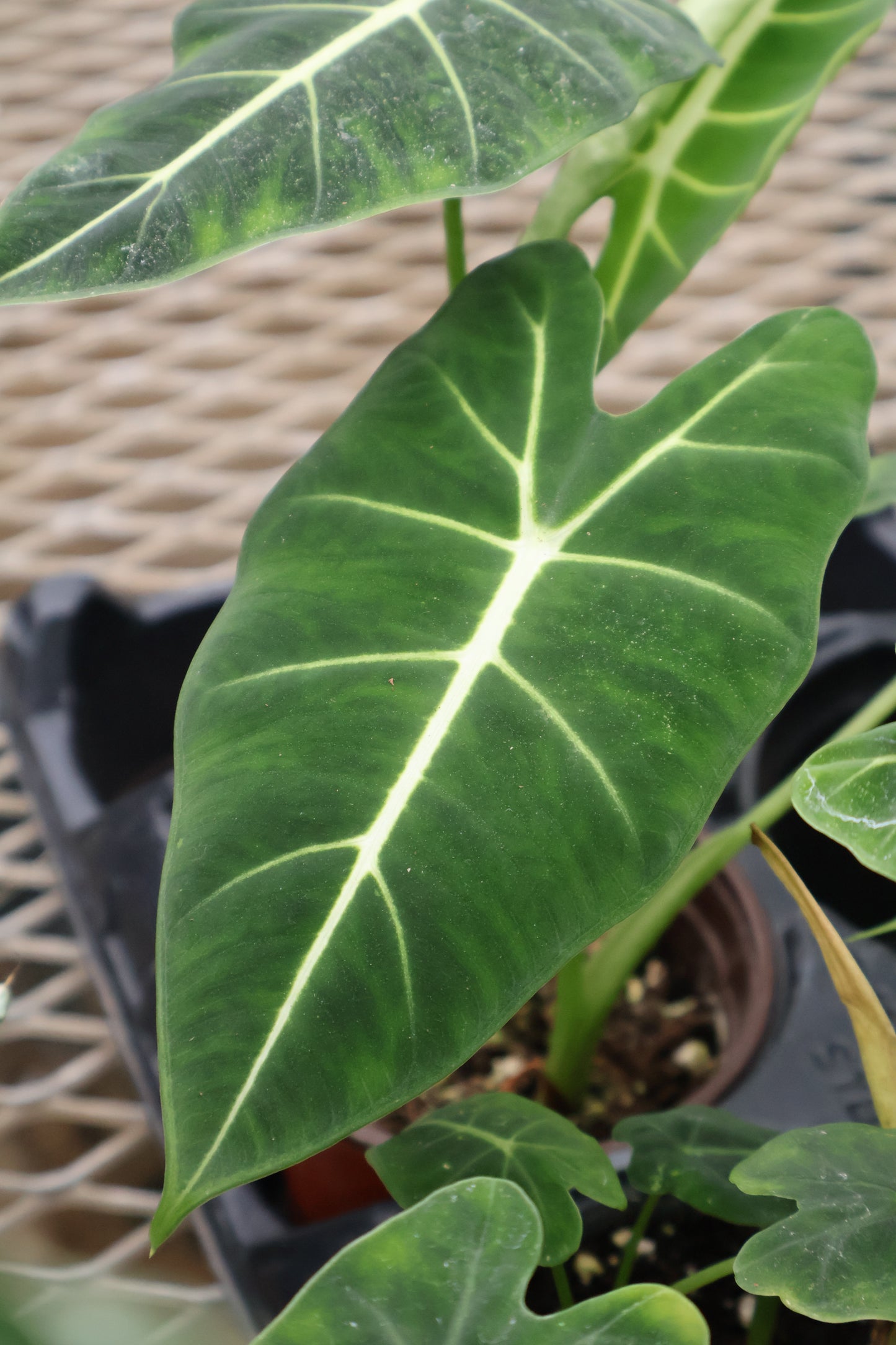 4.5" ALOCASIA VELVET ELVIS