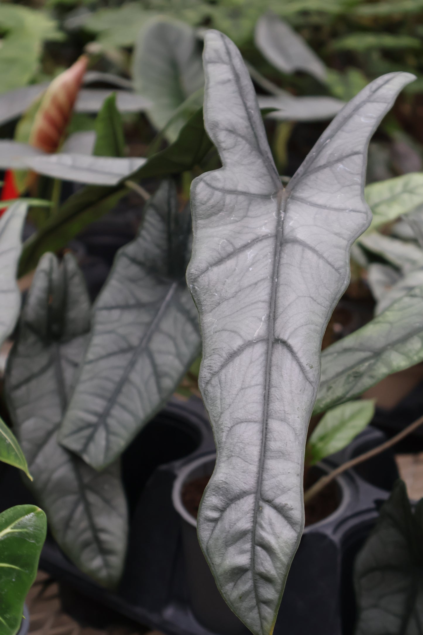 4.5" ALOCASIA METALLIC BLUE