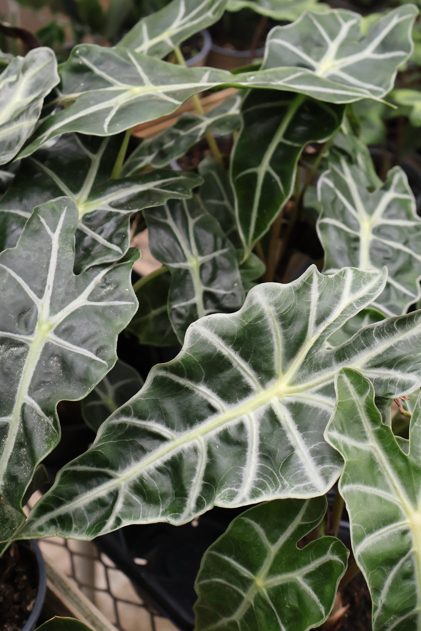 4" ALOCASIA DWARF AMAZONICA