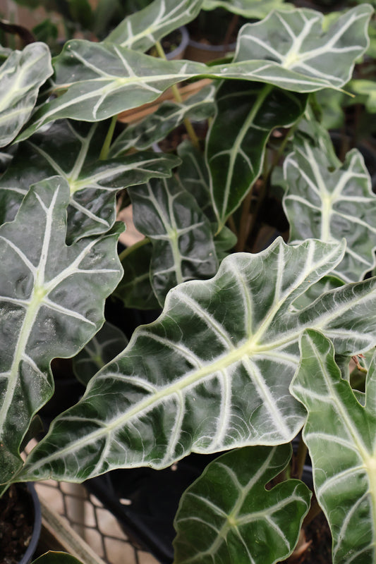 4" ALOCASIA DWARF AMAZONICA