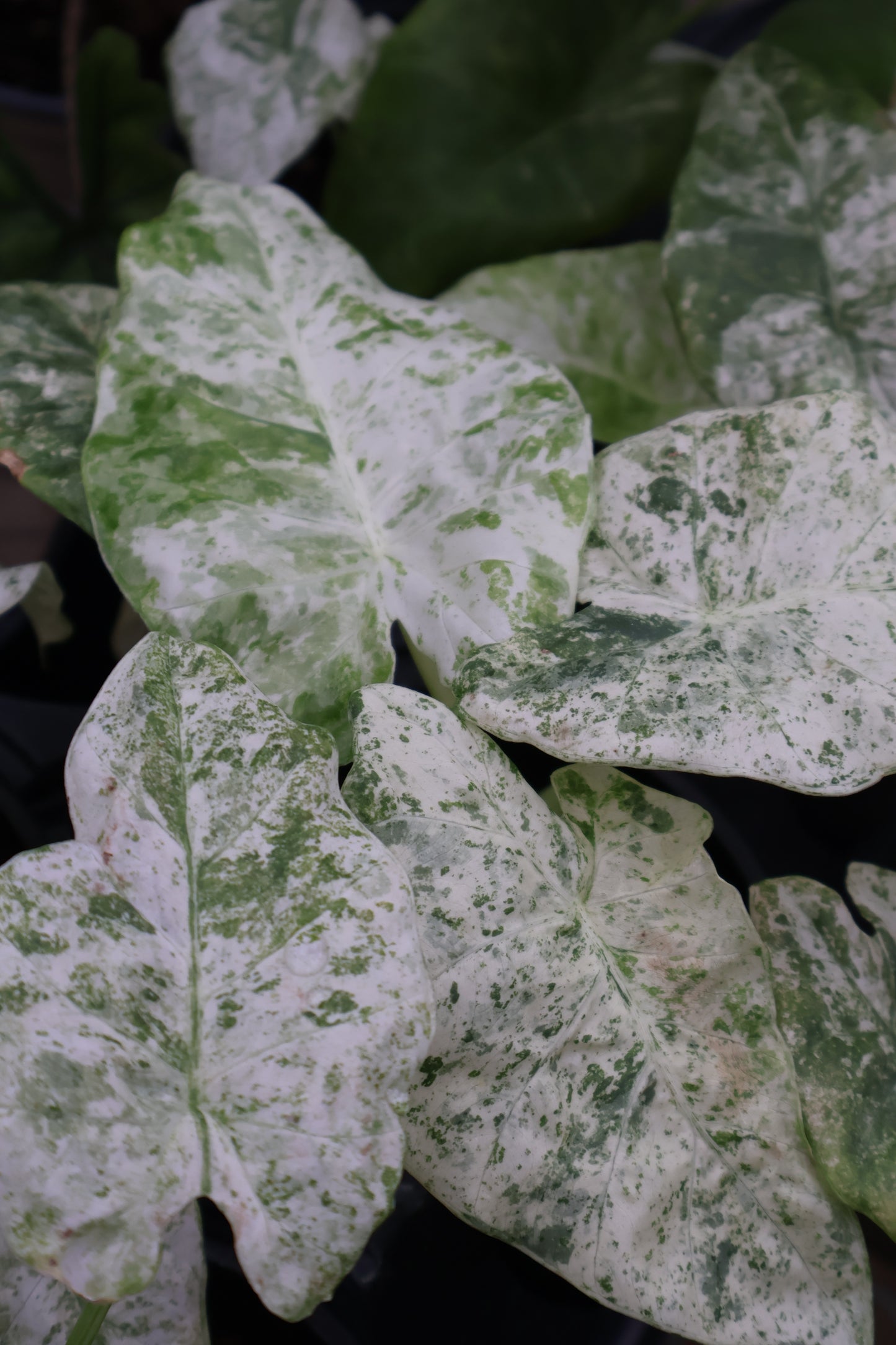 4.5" ALOCASIA ODERA BATIK