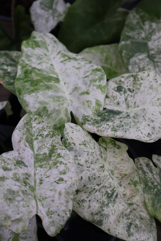 4.5" ALOCASIA ODERA BATIK