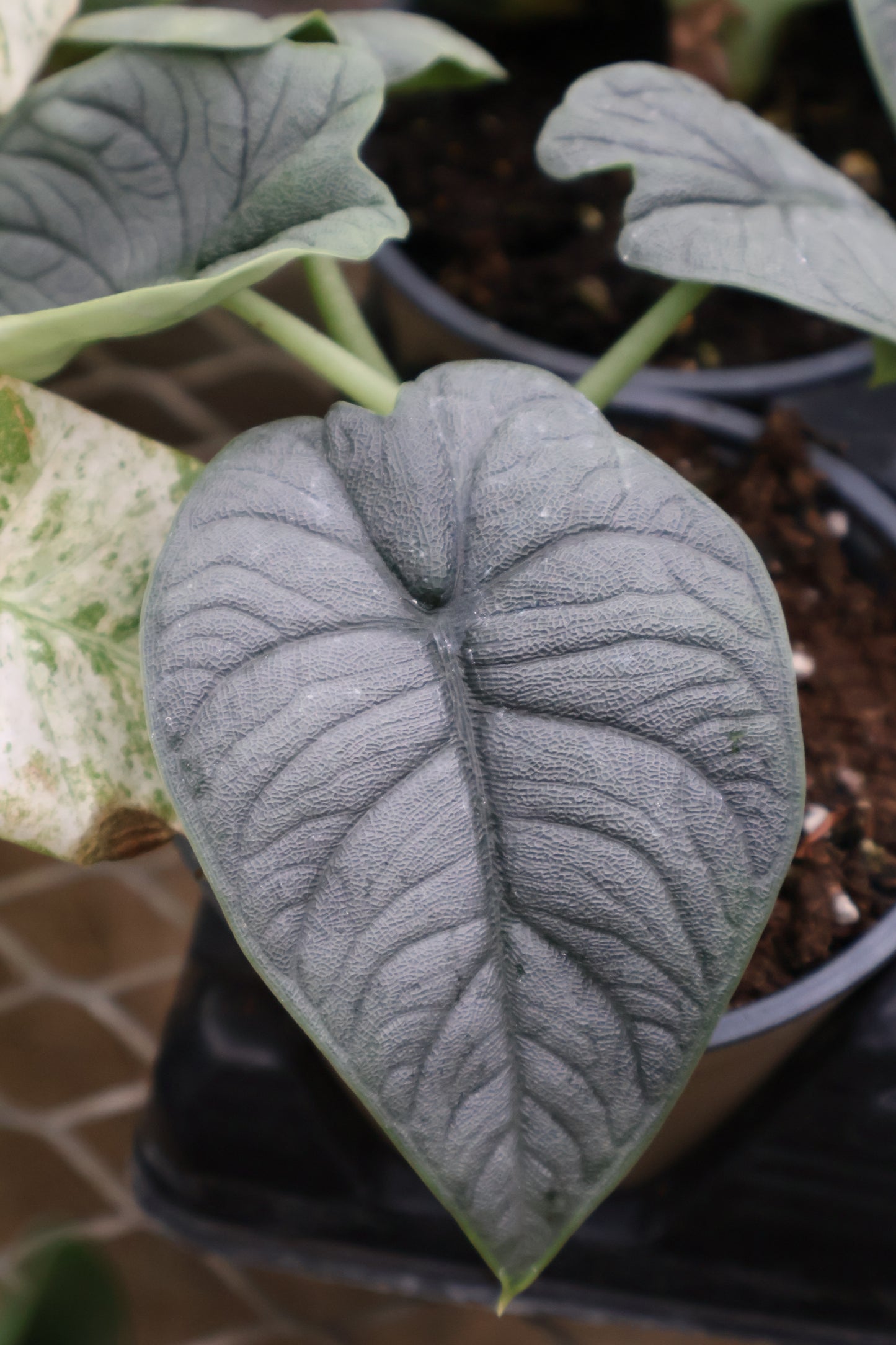 4.5" ALOCASIA MELO