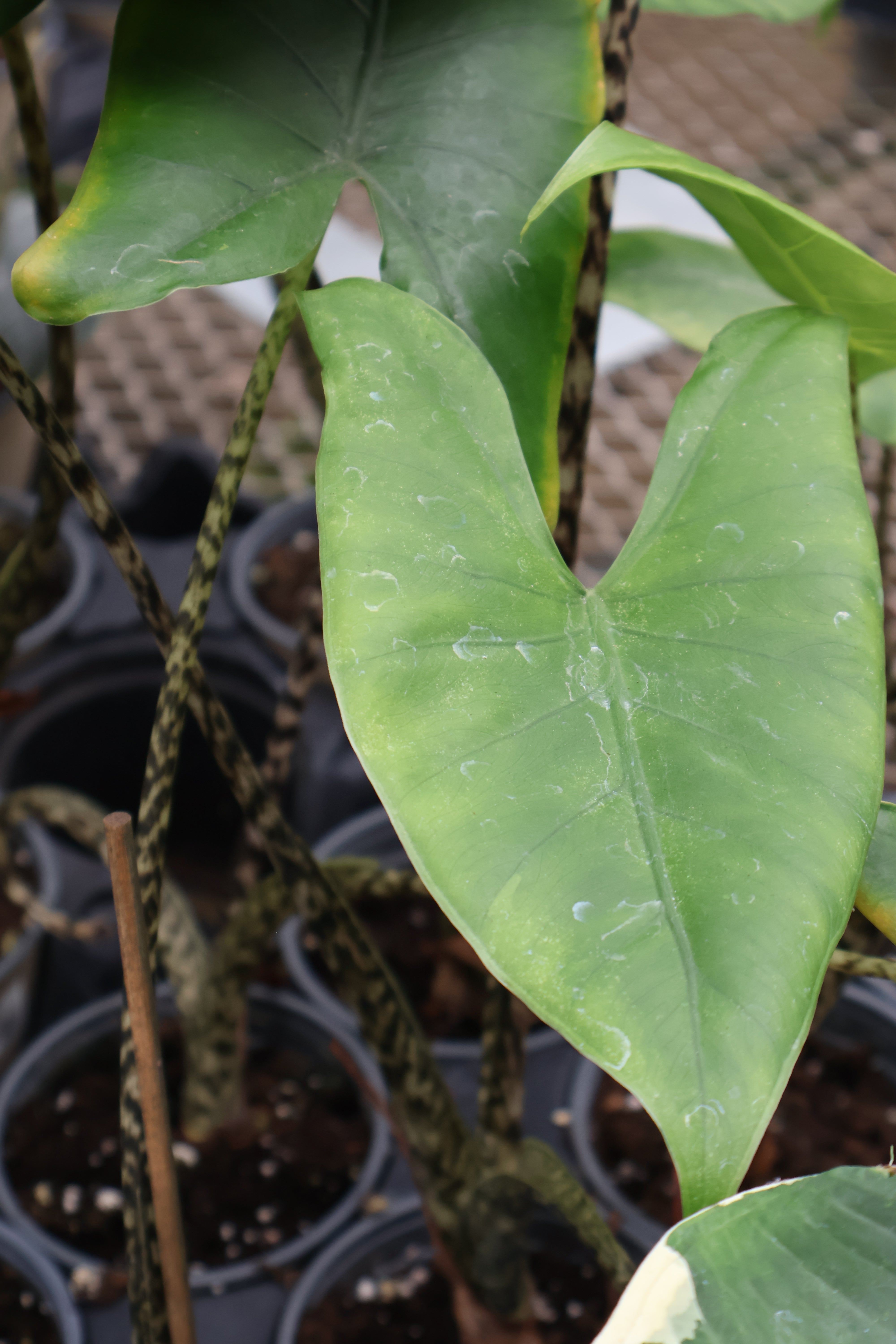 Alocasias – Pandy's Garden Center