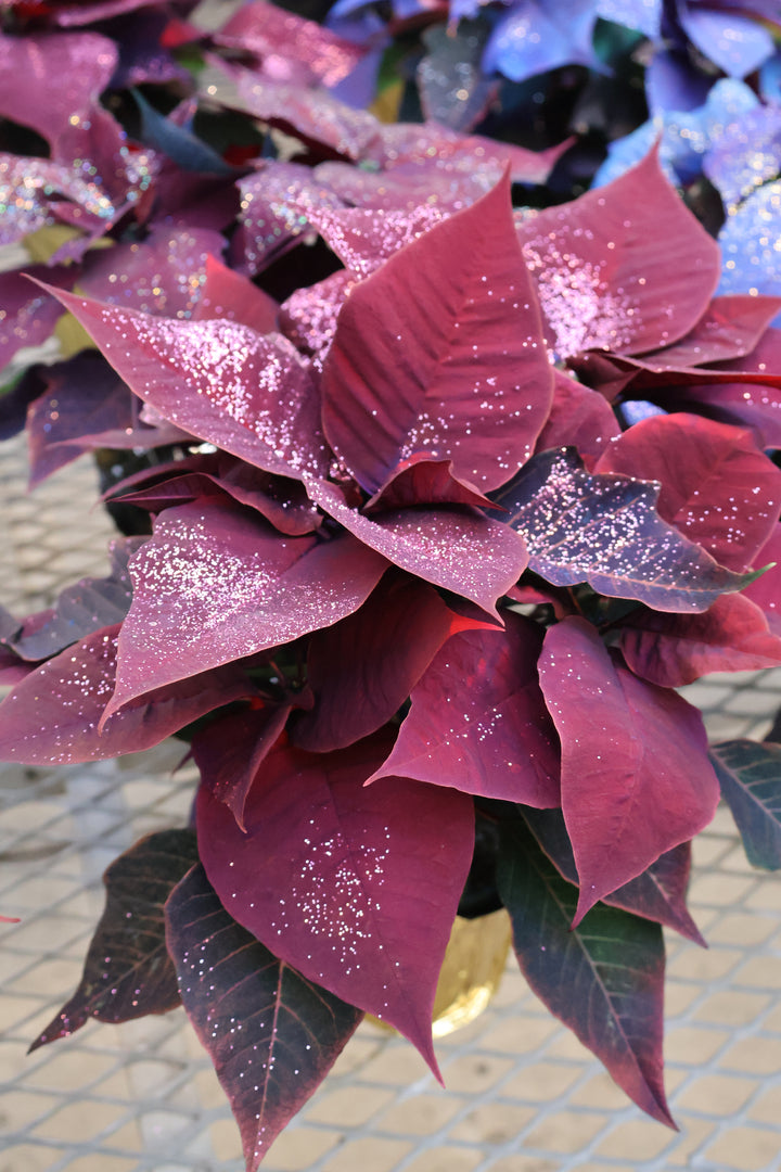 4.5" FANTASY POINSETTIA