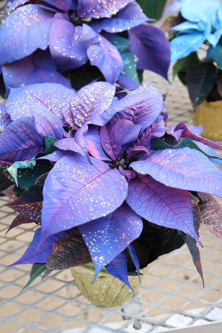 4.5" FANTASY POINSETTIA