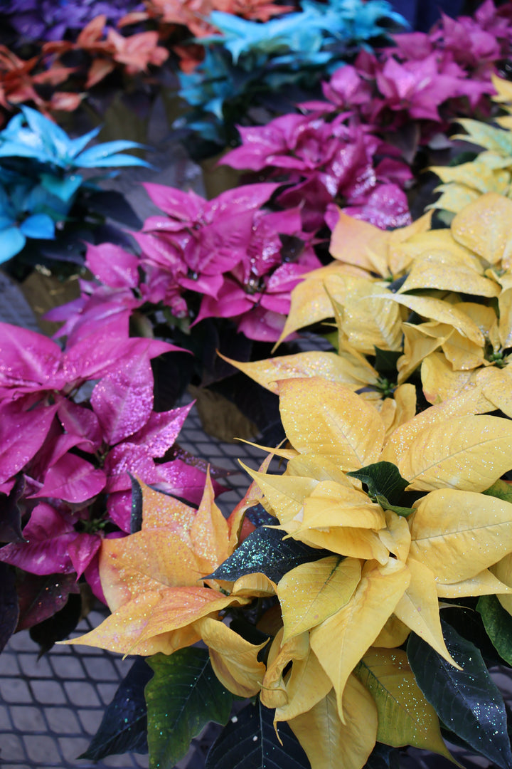 4.5" FANTASY POINSETTIA