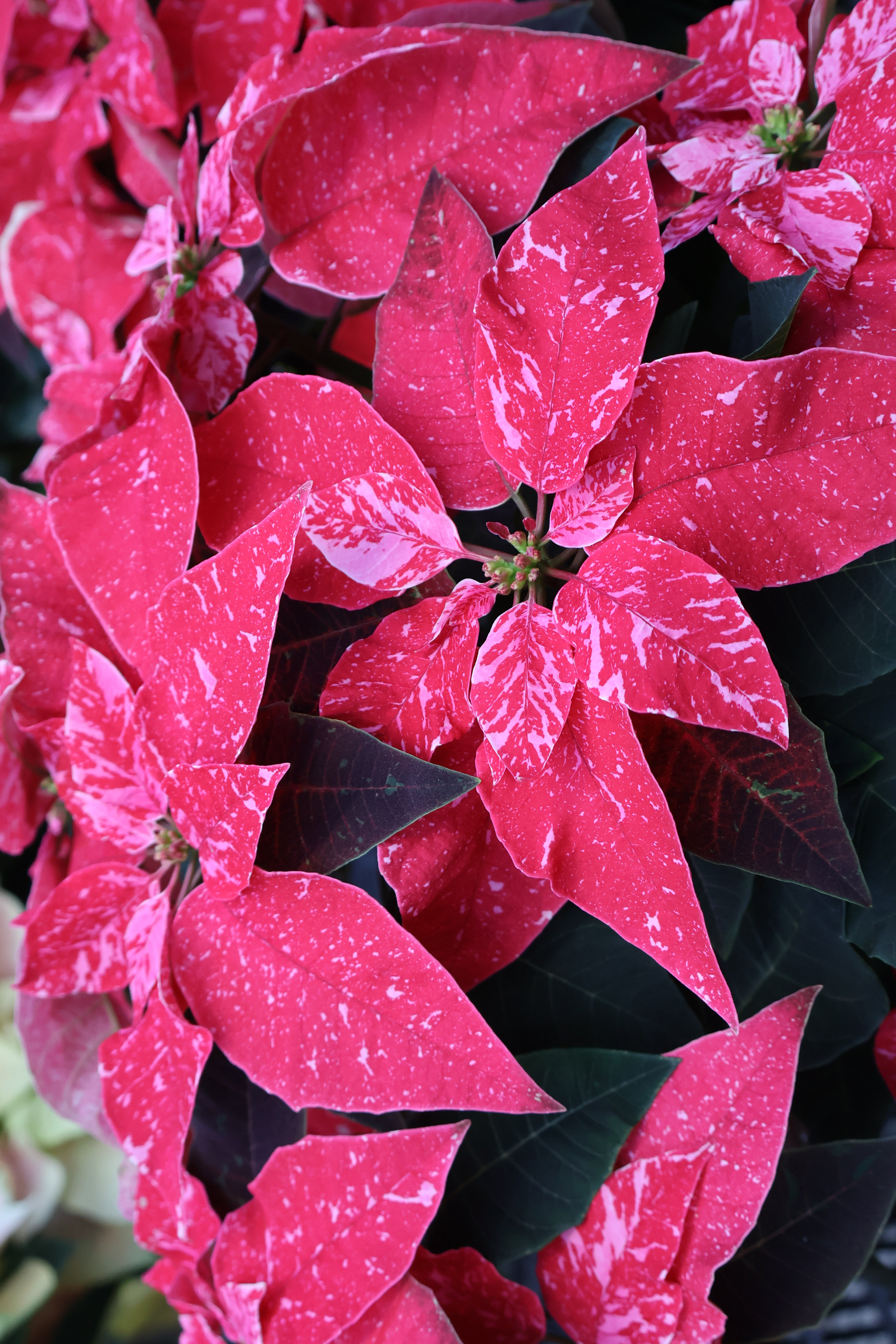 Poinsettia