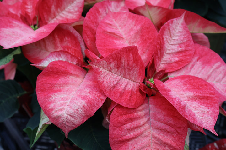 6.5"  POINSETTIA