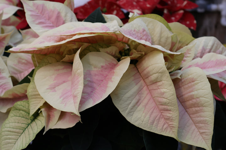6.5"  POINSETTIA