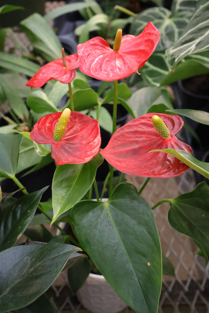 4" ANTHURIUM ASSORTED IN CERAMIC