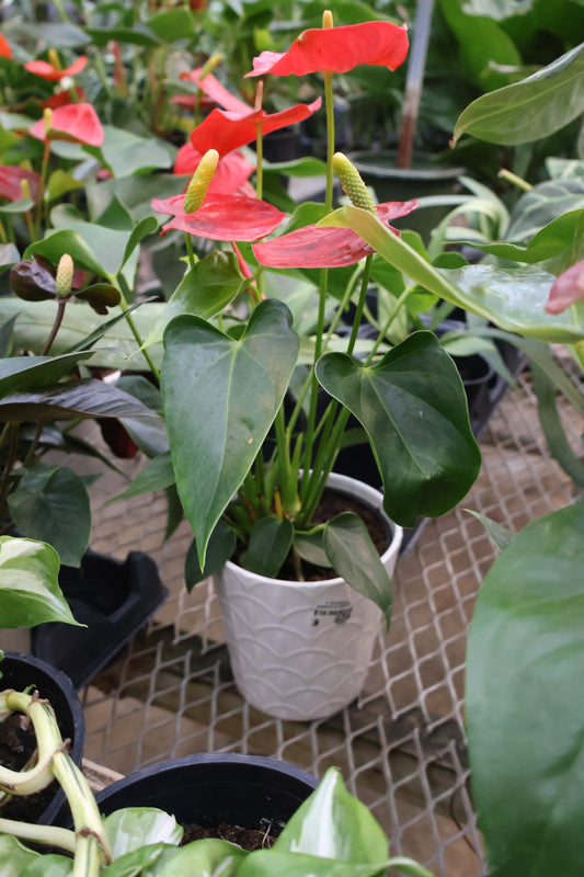 4" ANTHURIUM ASSORTED IN CERAMIC