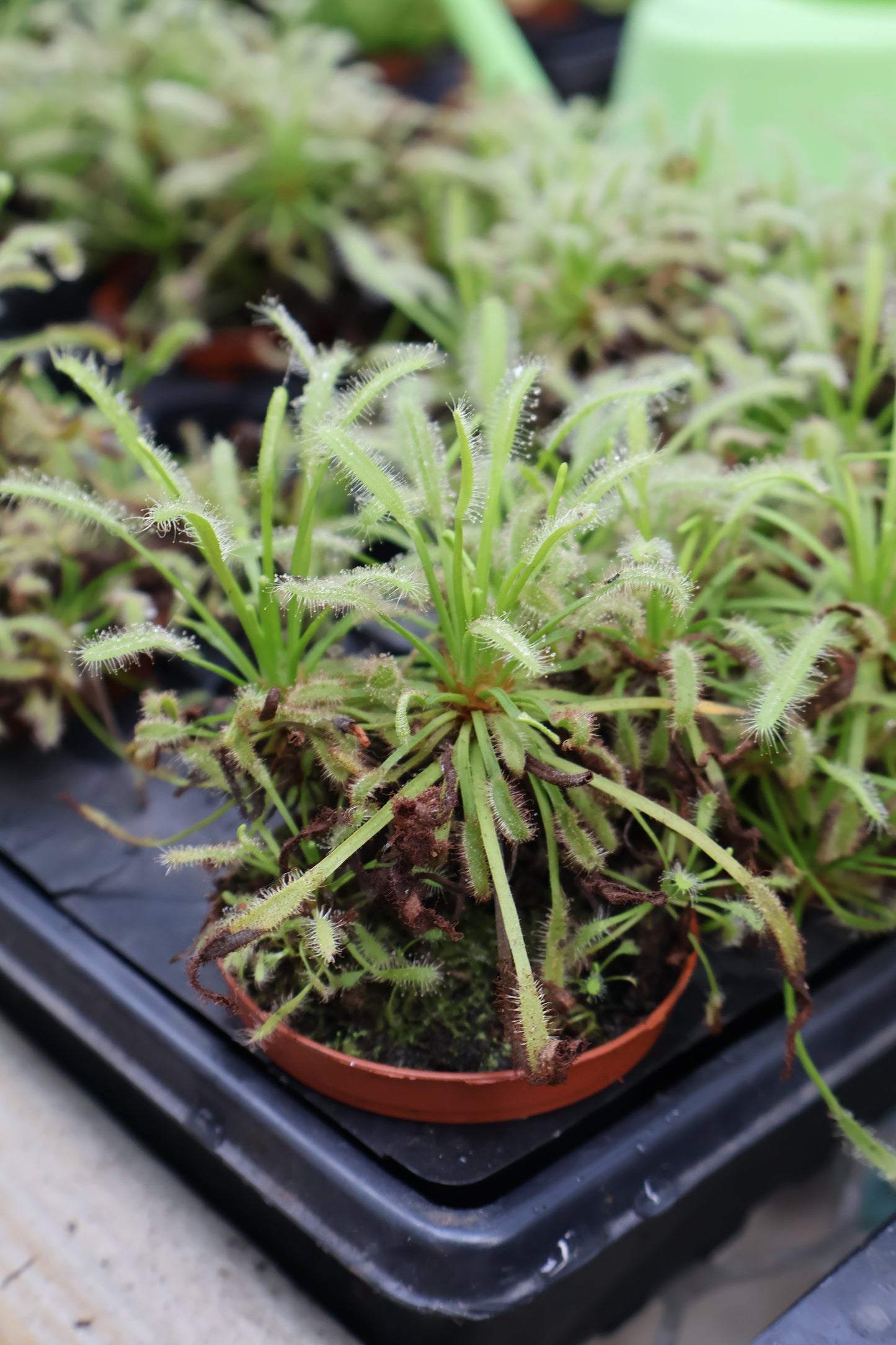 3" DROSERA SPATHULATA SUNDEW