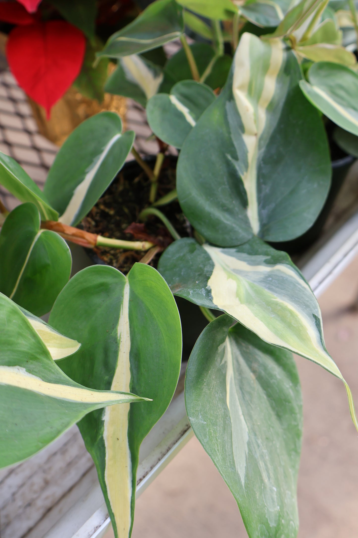 4" PHILODENDRON SILVER STRIPE