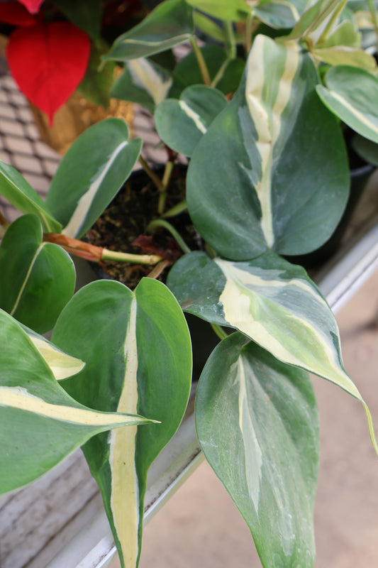 4" PHILODENDRON SILVER STRIPE