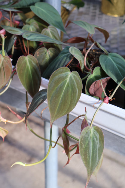 4" PHILODENDRON MICANS