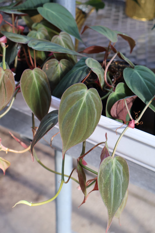 4" PHILODENDRON MICANS