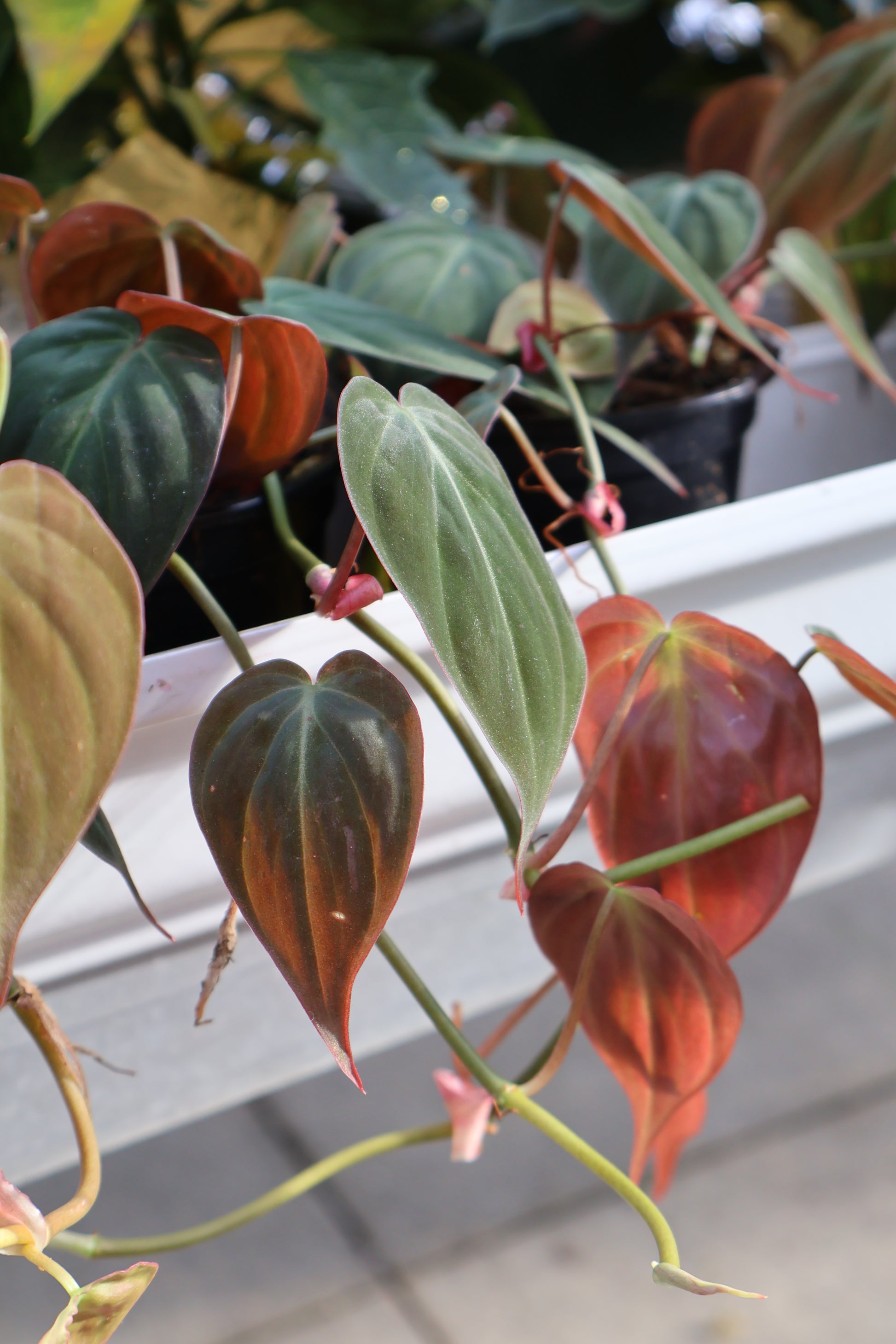philodendron micans for sale near me 4" PHILODENDRON MICANS