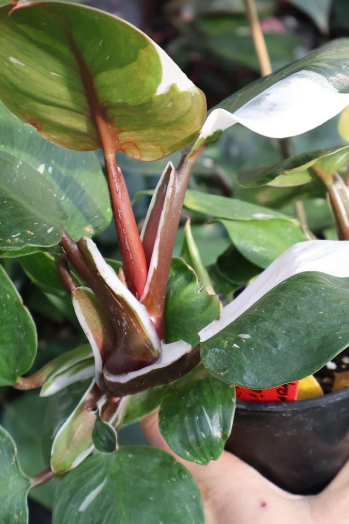 4" PHILODENDRON WHITE KNIGHT