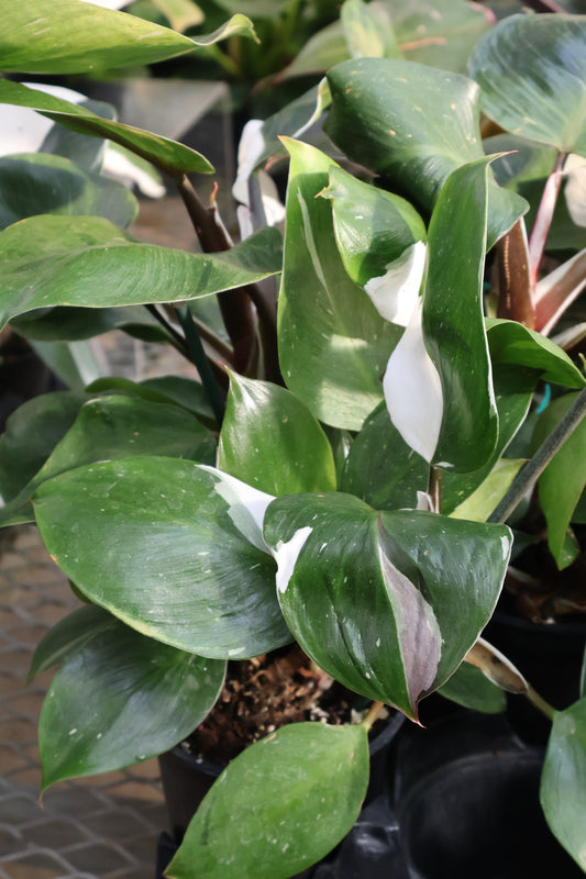 4" PHILODENDRON WHITE KNIGHT